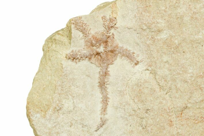 Jurassic Brittle Star Fossil - Solnhofen #244330